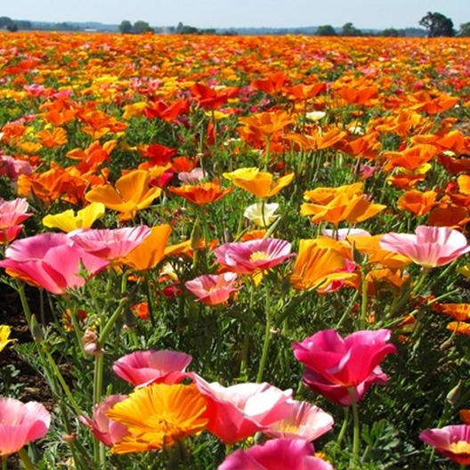 pleasing poppies