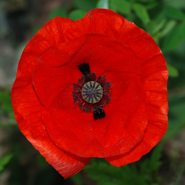 pleasing poppies