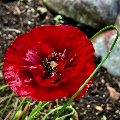 poppy - flanders