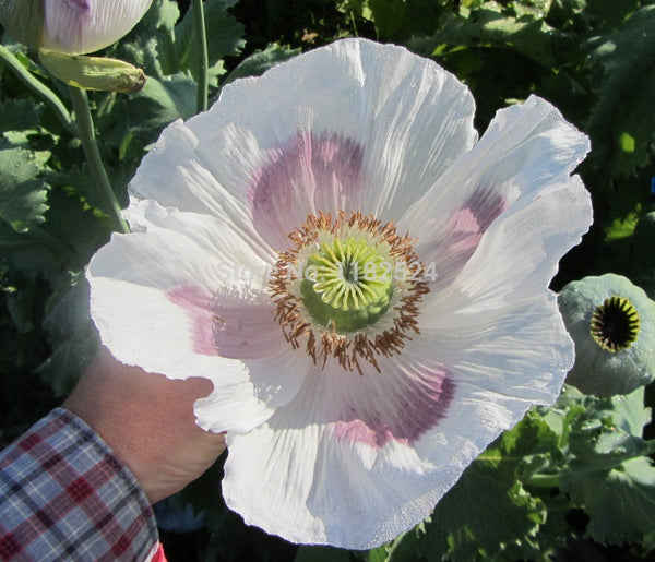 pleasing poppies