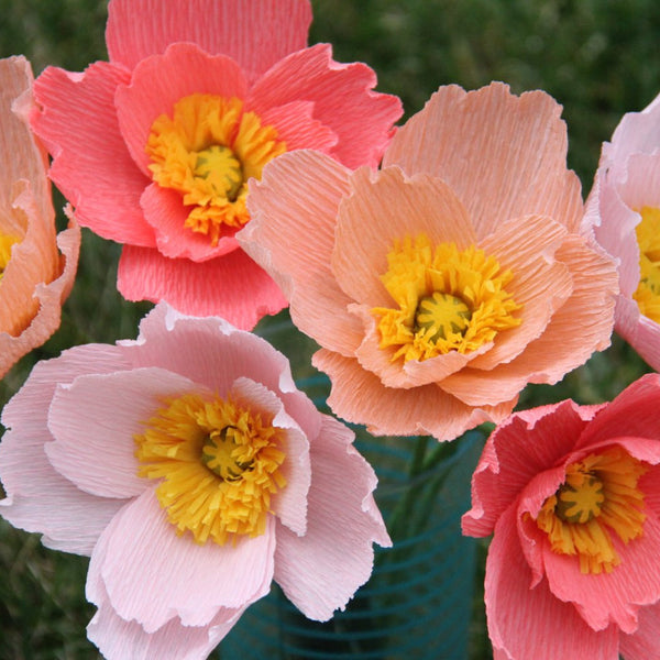 pleasing poppies