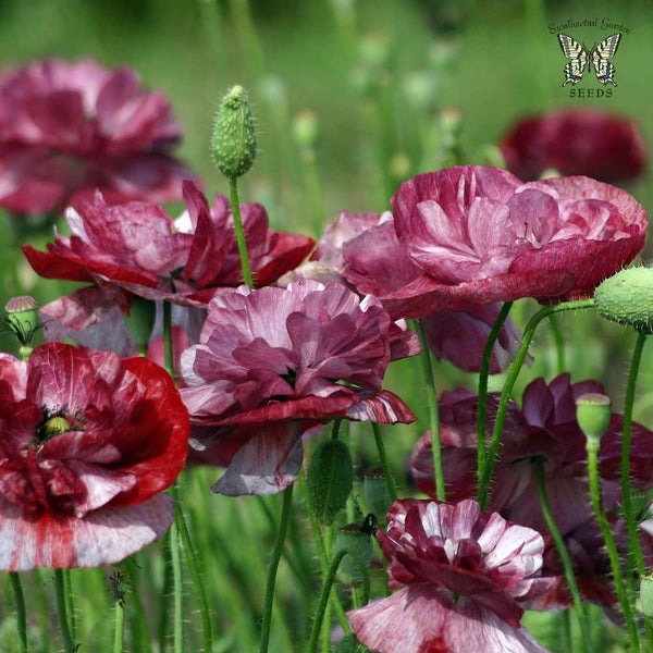 pleasing poppies
