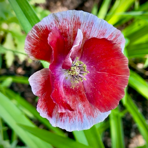 poppy - shirley poppy