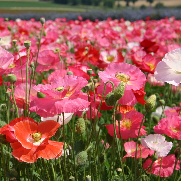 pleasing poppies