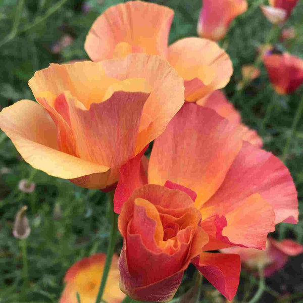 poppy - thai silk