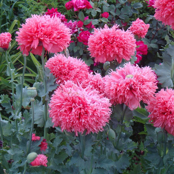 poppy - rose feathers