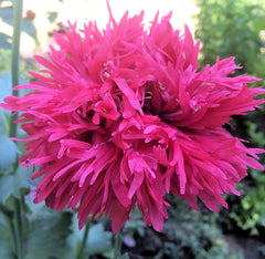 poppy - rose feathers