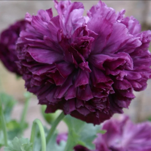 poppy - purple peony