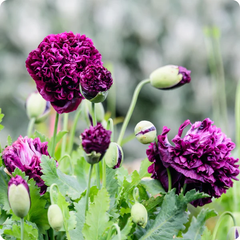 poppy - purple peony
