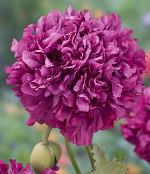 poppy - purple peony