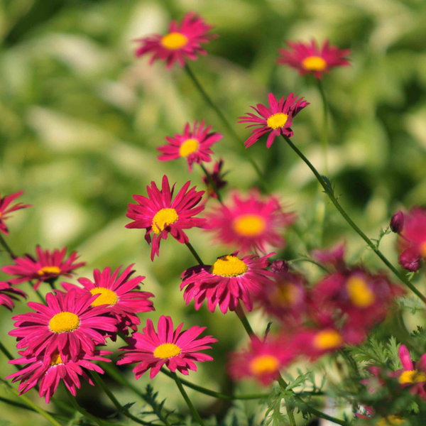 perennially punctual