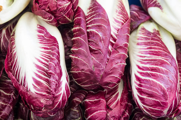 radicchio - verona red