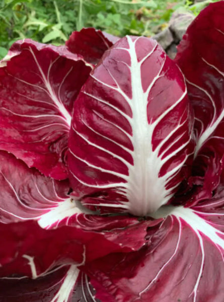 radicchio - verona red