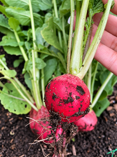 Radish | Cherry Belle