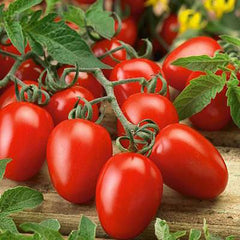 Tomato | Roma Tomato