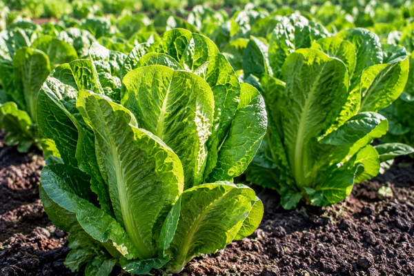 Lettuce | Romaine 'Parris Island'