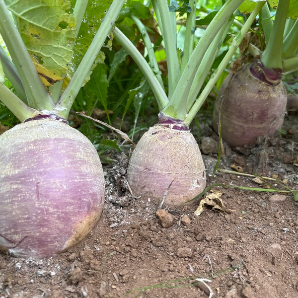 rutabaga