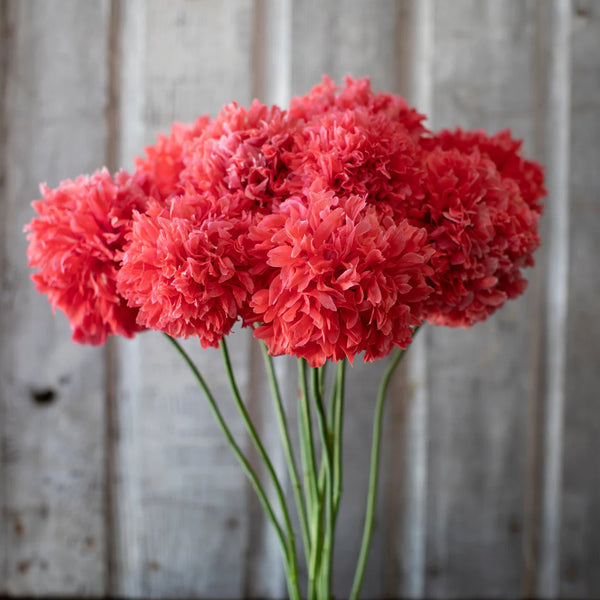 poppy - frosted salmon peony