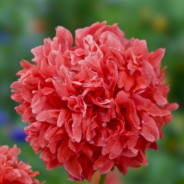 poppy - frosted salmon peony
