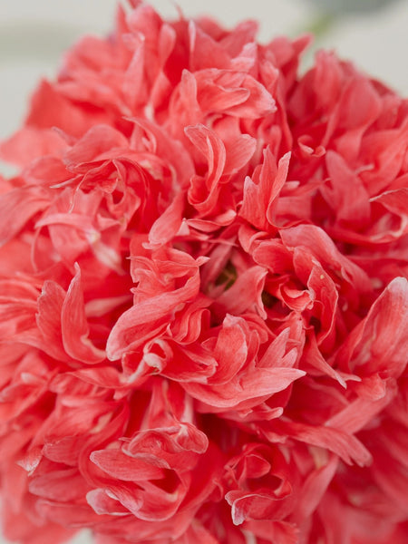 poppy - frosted salmon peony