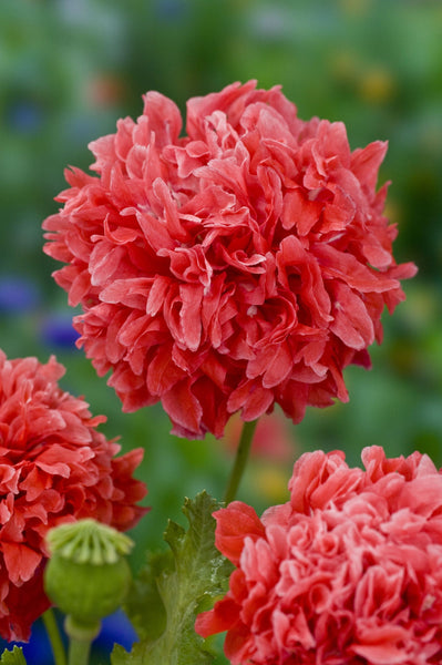 poppy - frosted salmon peony