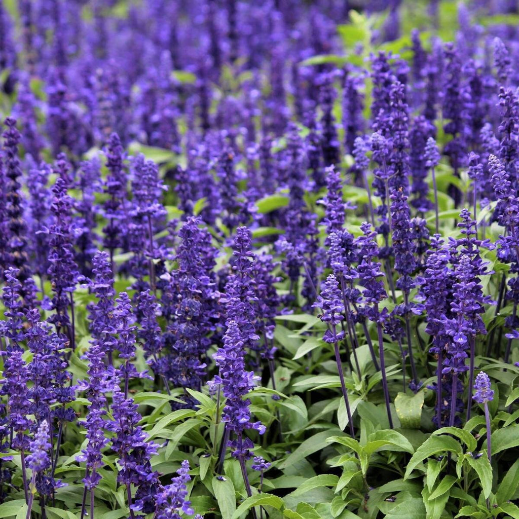 salvia - blue bedder