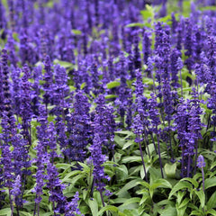 salvia - blue bedder