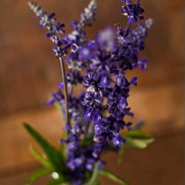 salvia - blue bedder
