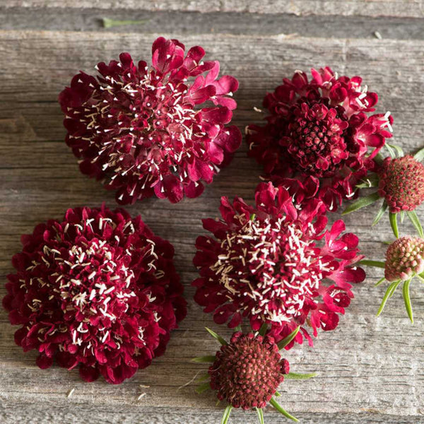 scabiosa - fire king