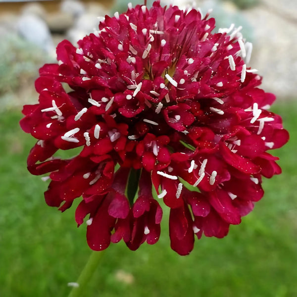 scabiosa - fire king