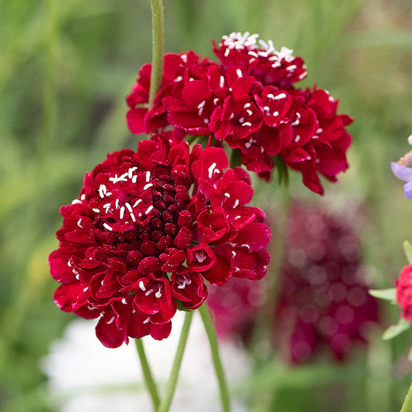 scabiosa - fire king