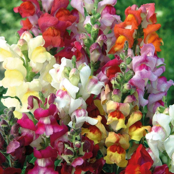 snapdragon - grandiflorum mix