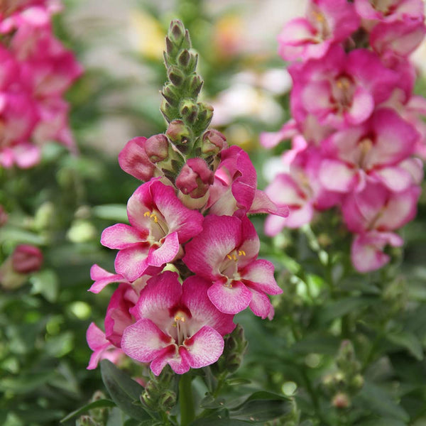 snapdragon - grandiflorum mix