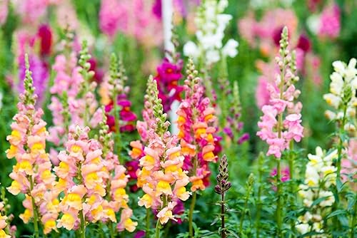 snapdragon - grandiflorum mix