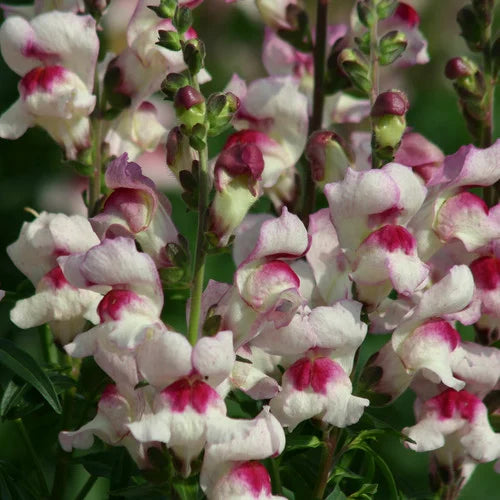 snapdragon - lucky lips