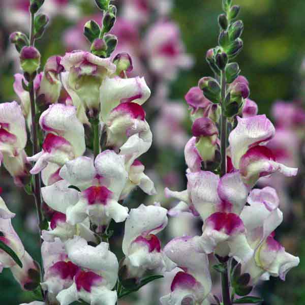 snapdragon - lucky lips