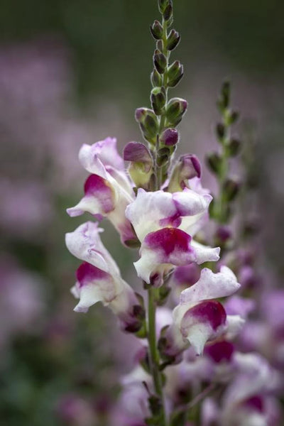 snapdragon - lucky lips