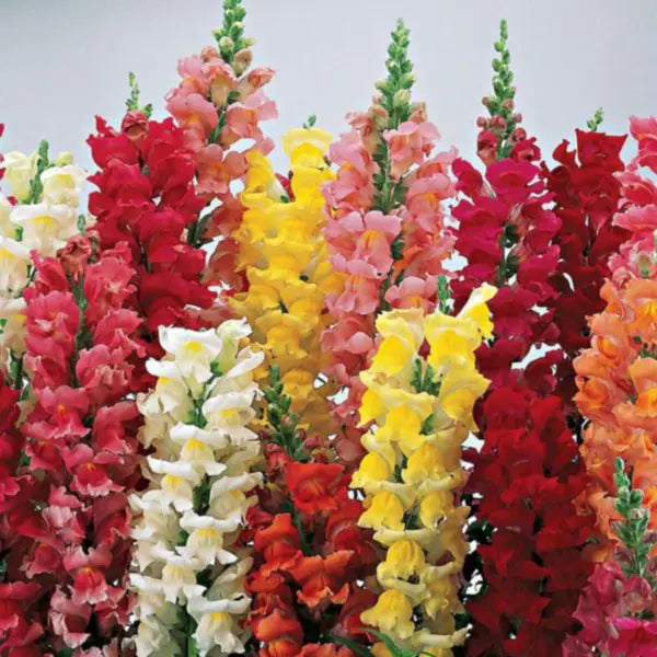 snapdragon - grandiflorum mix