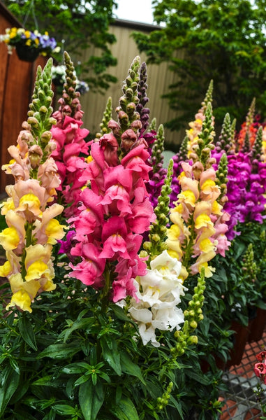 snapdragon - grandiflorum mix