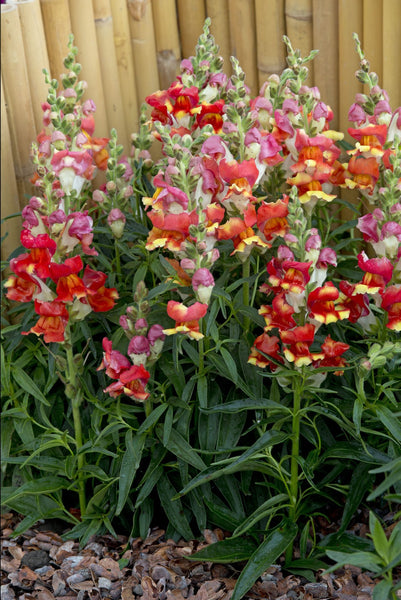 snapdragon - rembrandt