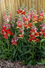 snapdragon - rembrandt