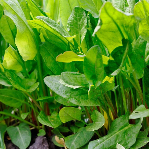 sorrel