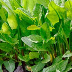 sorrel