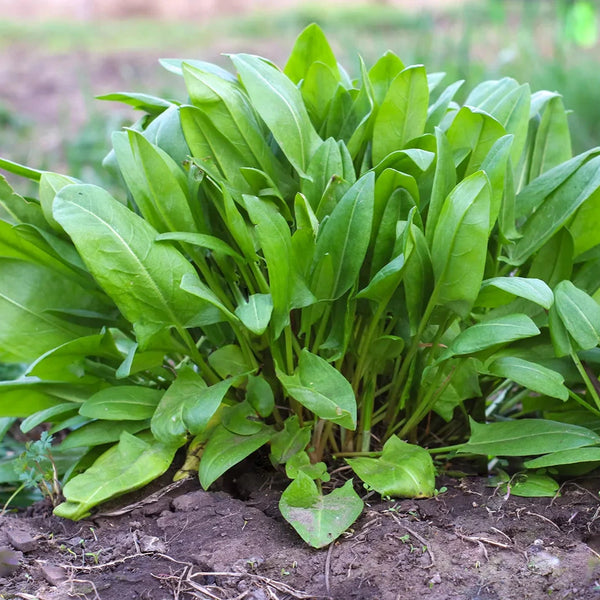 sorrel