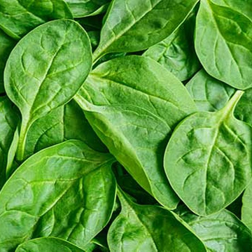 Summer Salads Seed Kit