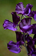 sweet pea - royal blue