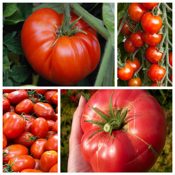 Tasty Tomatoes Seed Kit