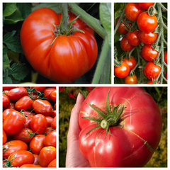 Tasty Tomatoes Seed Kit