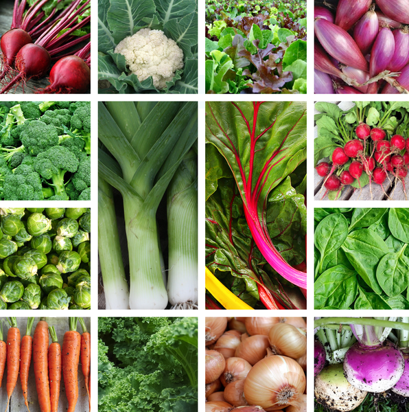 thanksgiving harvest seed kit