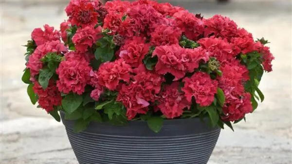 cascade petunia - valentine red